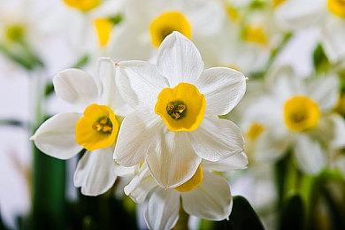 侦探新作《夏洛克·福尔摩斯：第一章》最新“序章”预告 